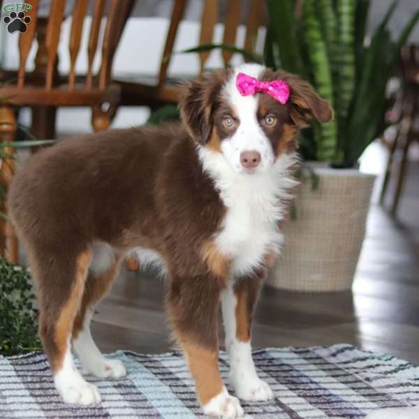 Clove, Miniature Australian Shepherd Puppy